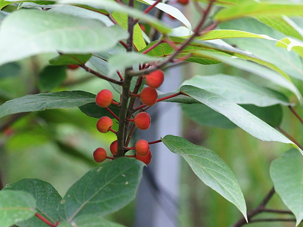 这野果长得似无花果,过去是农村娃的零食,如今稀罕少见20一斤