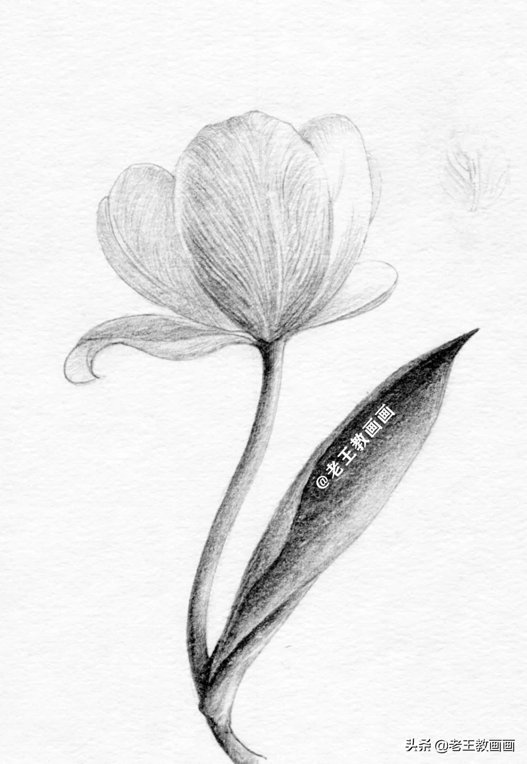 用铅笔画一幅花儿草儿真美丽的画,花儿风景画铅笔画