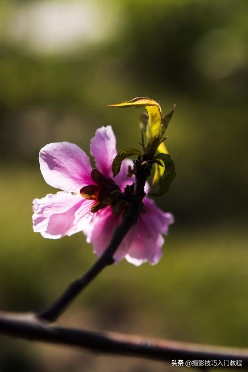 摄影花怎么拍,摄影技巧拍花常用的5种构图方法
