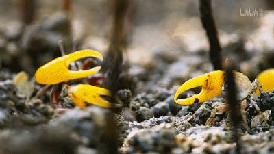 原来它们也有“性丑闻”，这片看完让我大开眼界