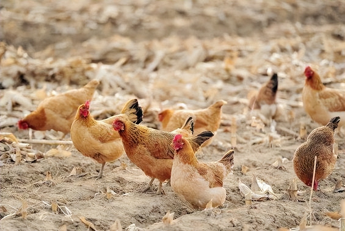 怎样养鸡养好鸡,养鸡小妙招怎样养好鸡