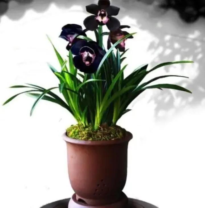 大红袍兰花是什么品种,兰花的品种什么最好