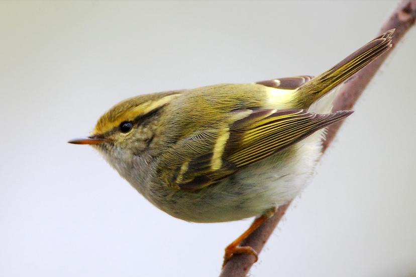 鸟儿大全高清图,高清珍稀鸟动态图片大全