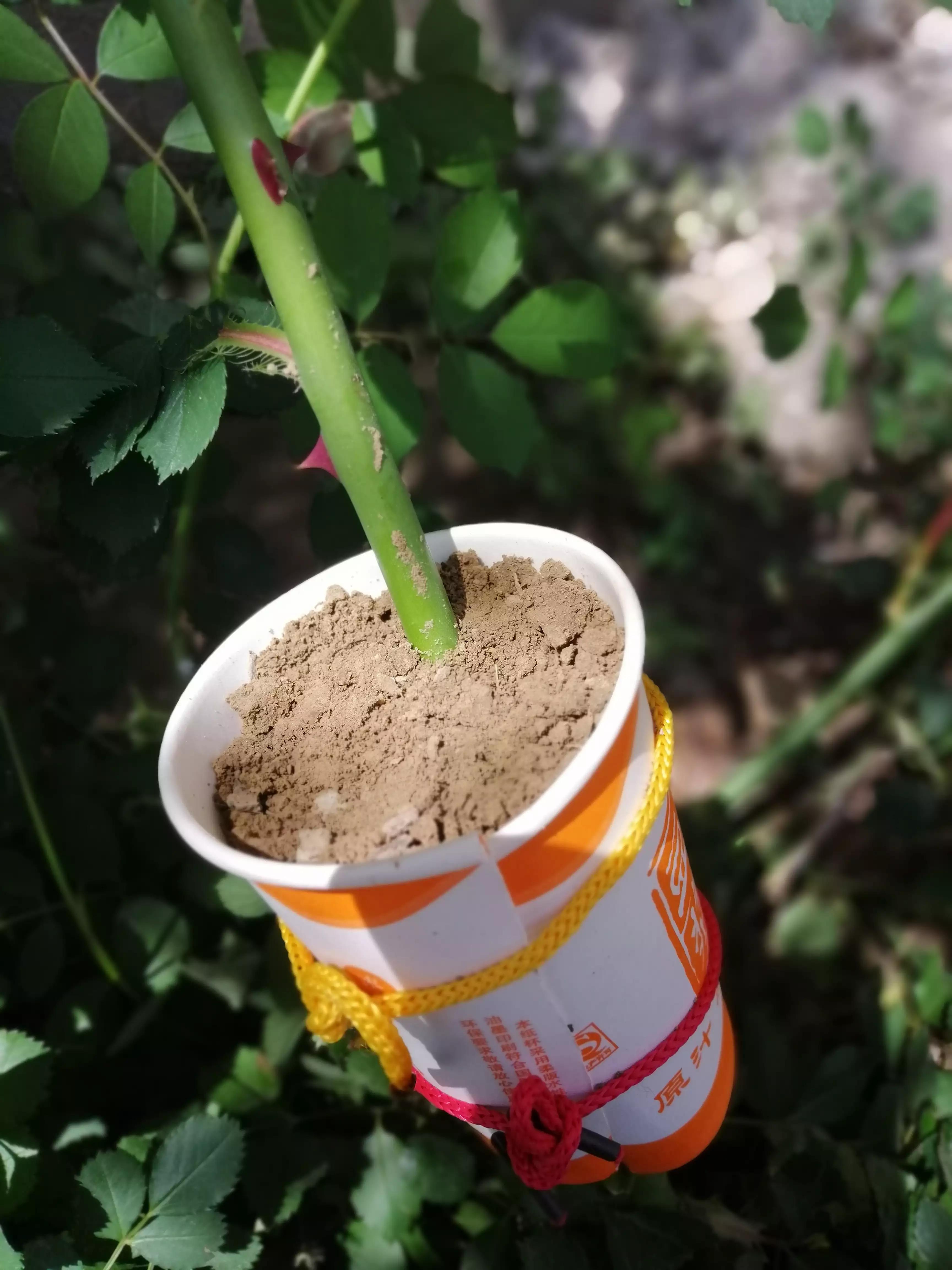 玫瑰花怎么压枝才容易成活,玫瑰花扦插方法最容易成活的