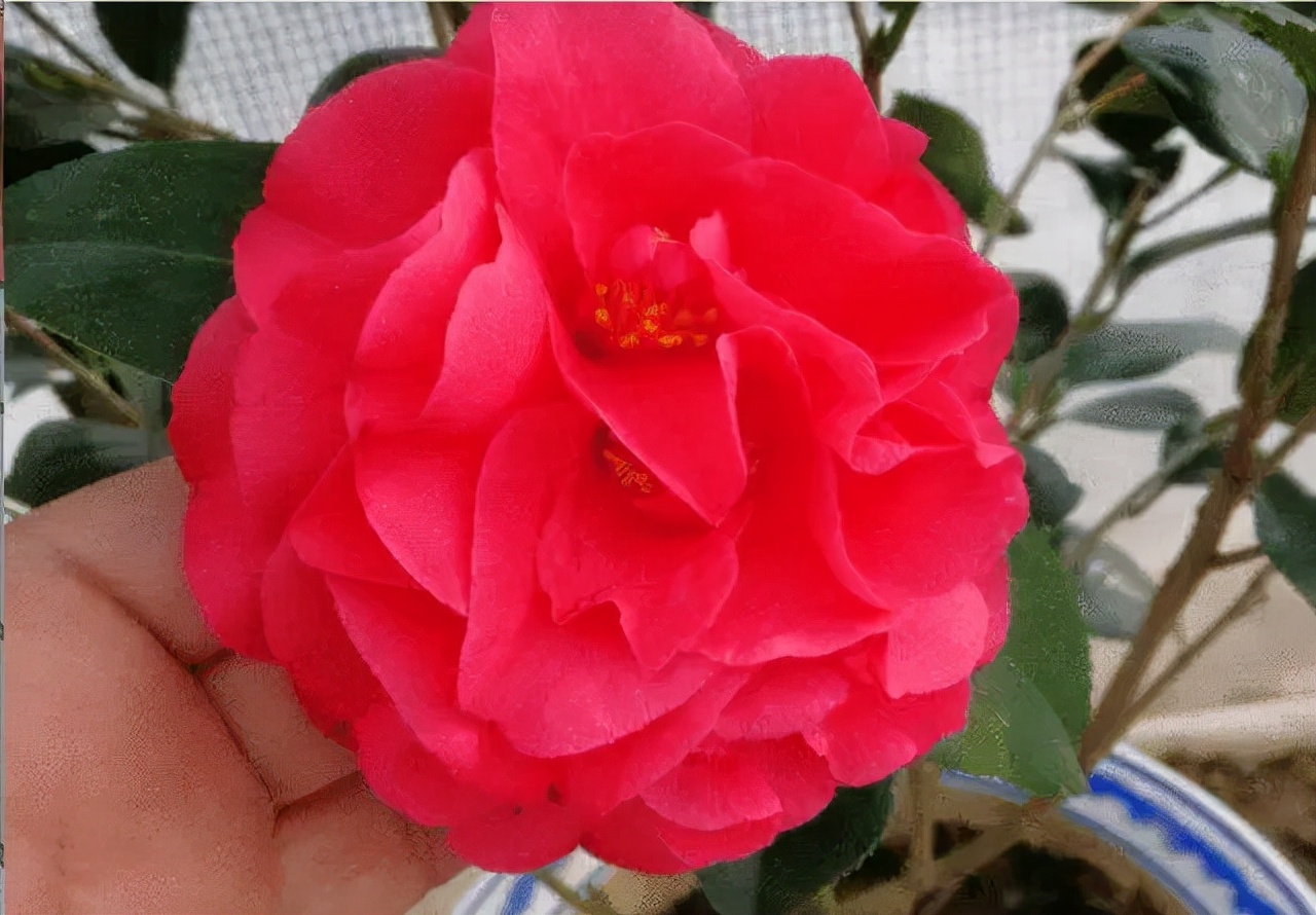 克瑞墨大牡丹花期,克瑞墨雪中开花