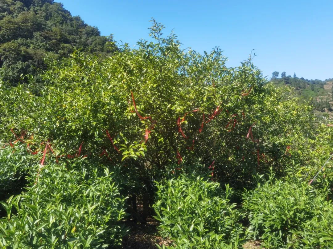 保靖黄金茶营养价值,保靖黄金1号茶跟2号茶的区别