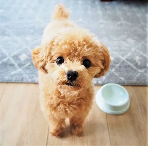 泰迪为什么不建议养,养泰迪一个月多少钱合适