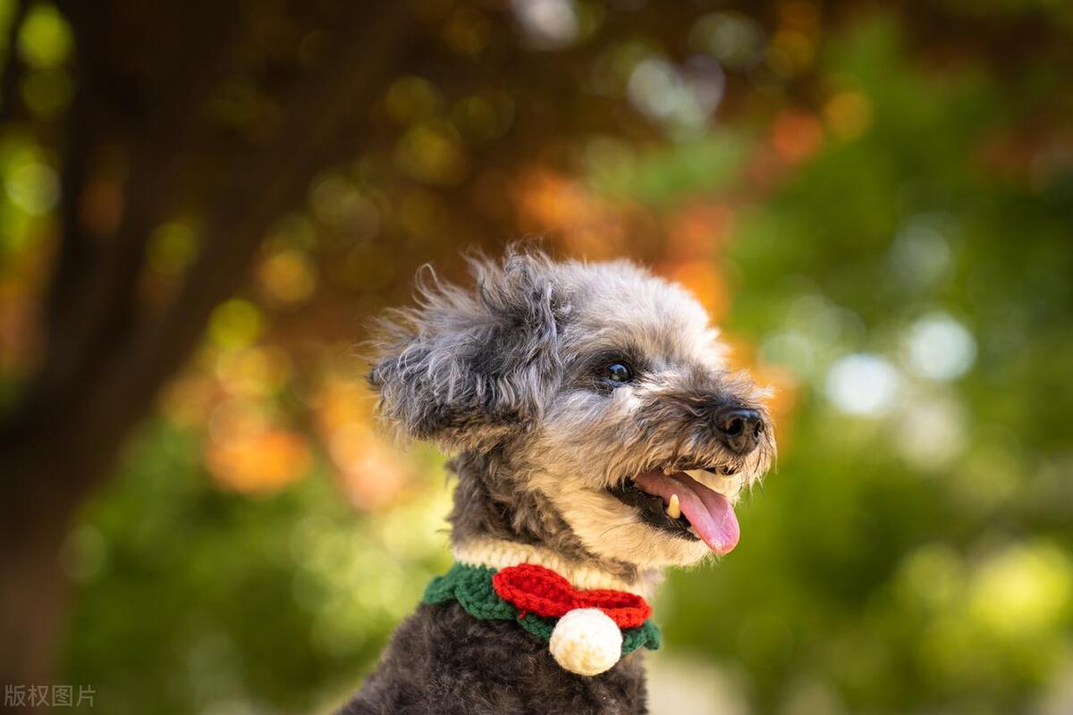 不养狗狗原因,不养泰迪的狗有哪些