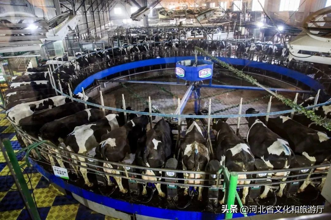 明星来保定视频,明星来河北