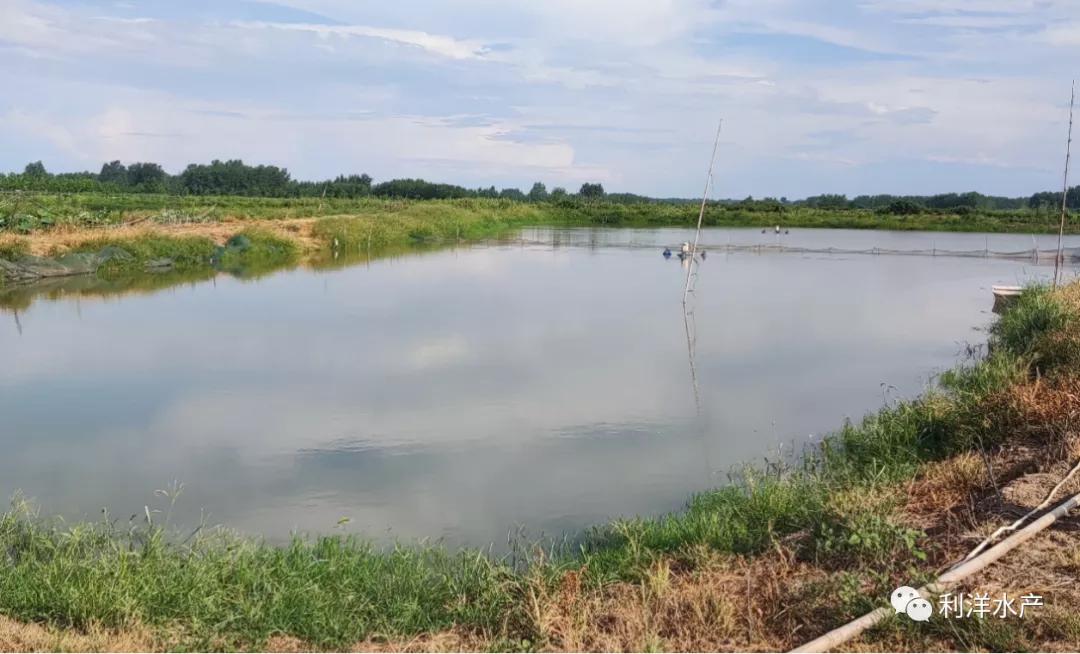 杀虫以后鲈鱼肝脏发黄,杀虫后鱼的状态很差