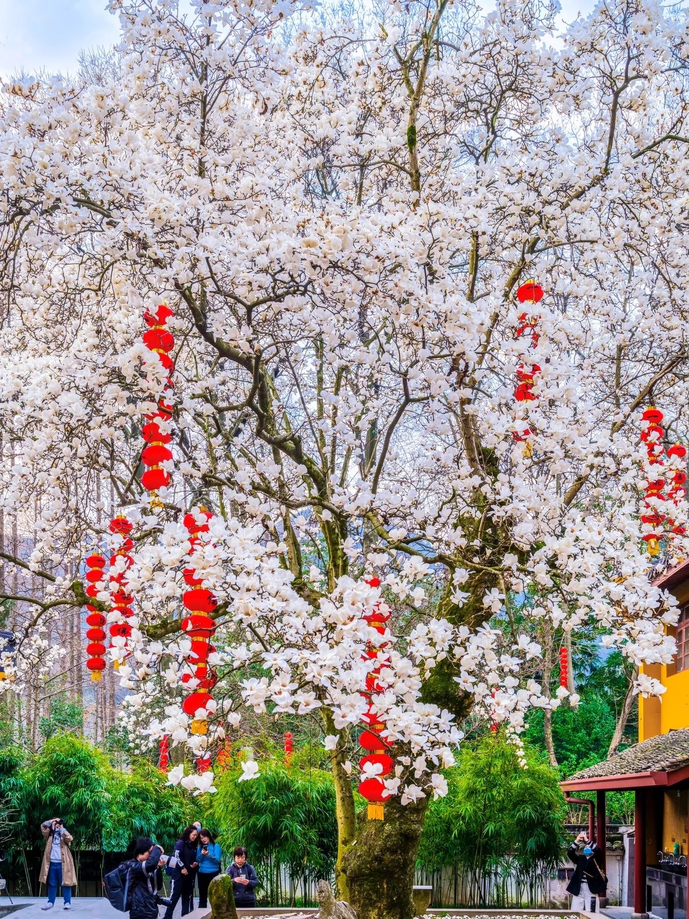 玉兰花壁纸头像,全部姓孙的玉兰花壁纸
