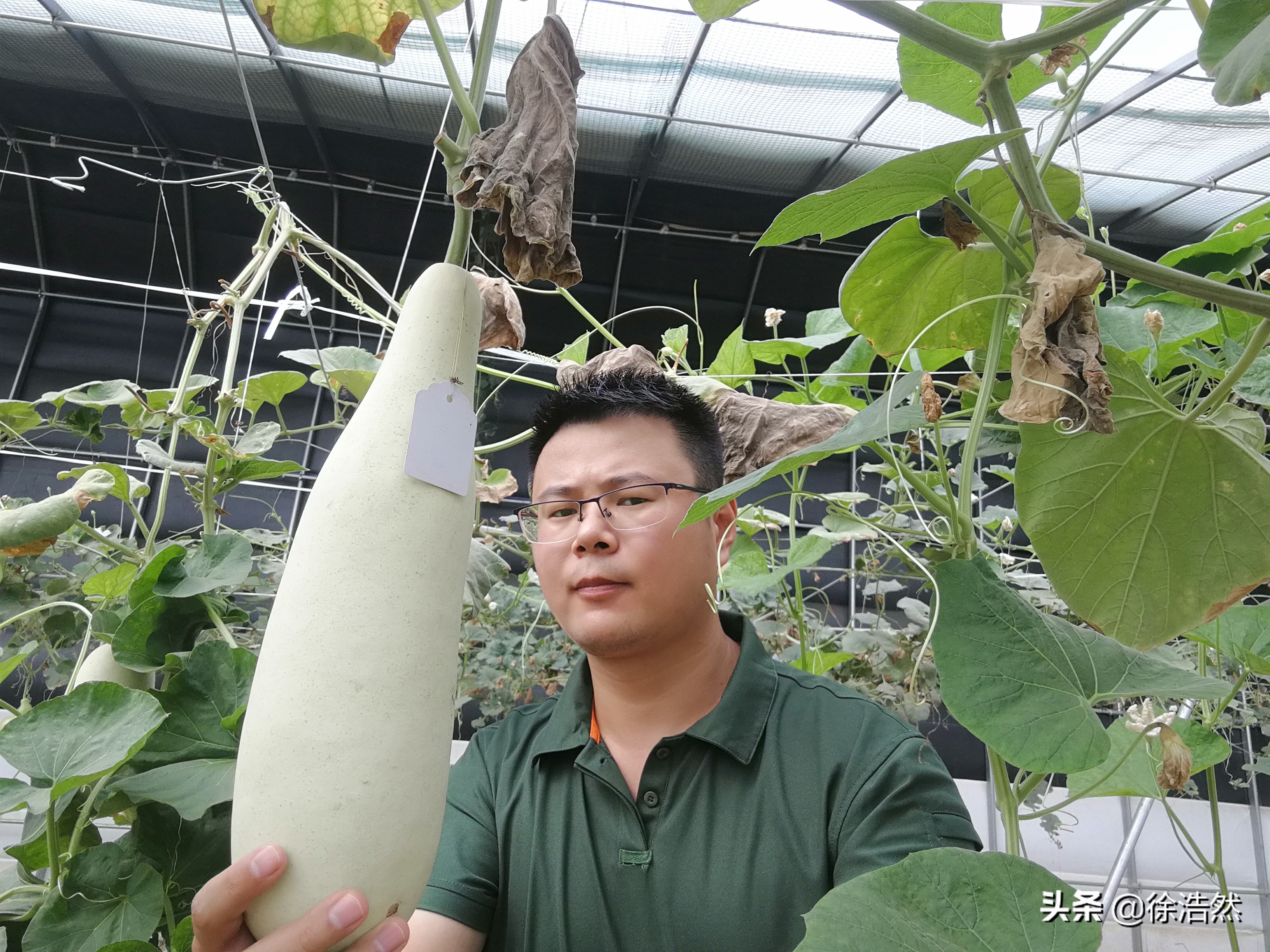 葫芦发家致富,种大葫芦利润