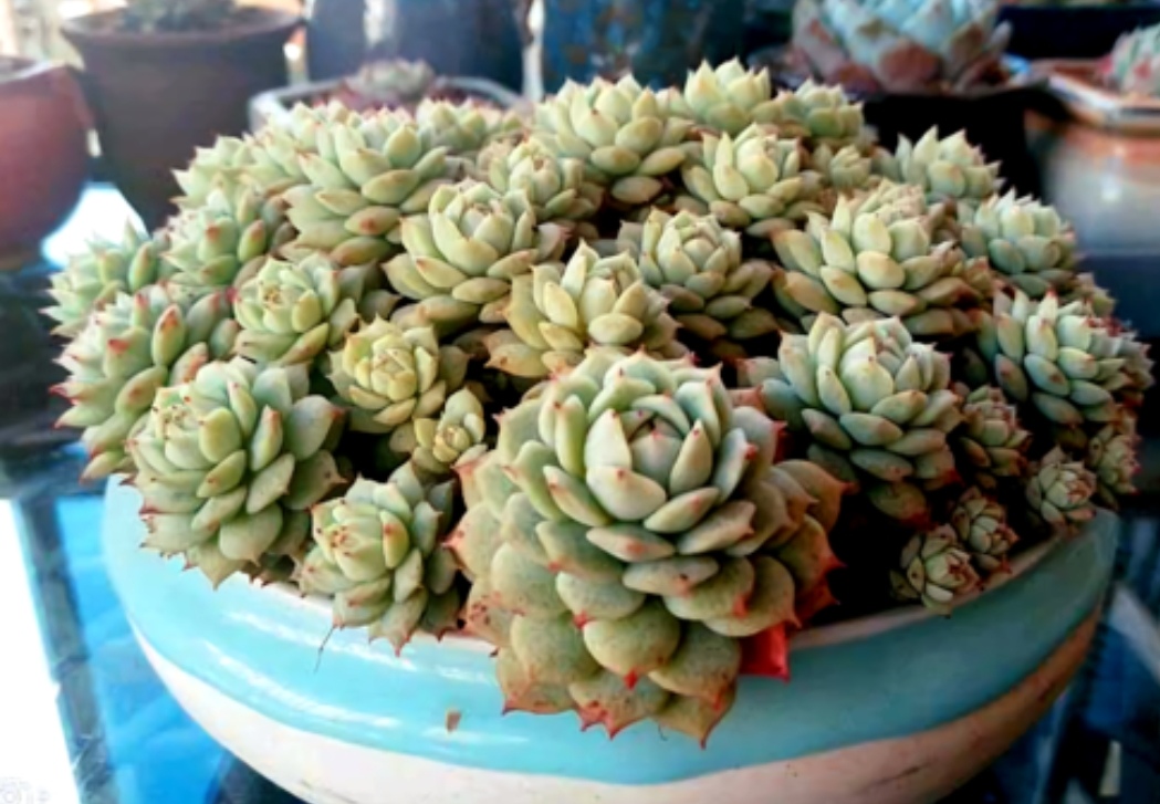 多肉开始生根怎么浇水,多肉幼崽怎么快速长大