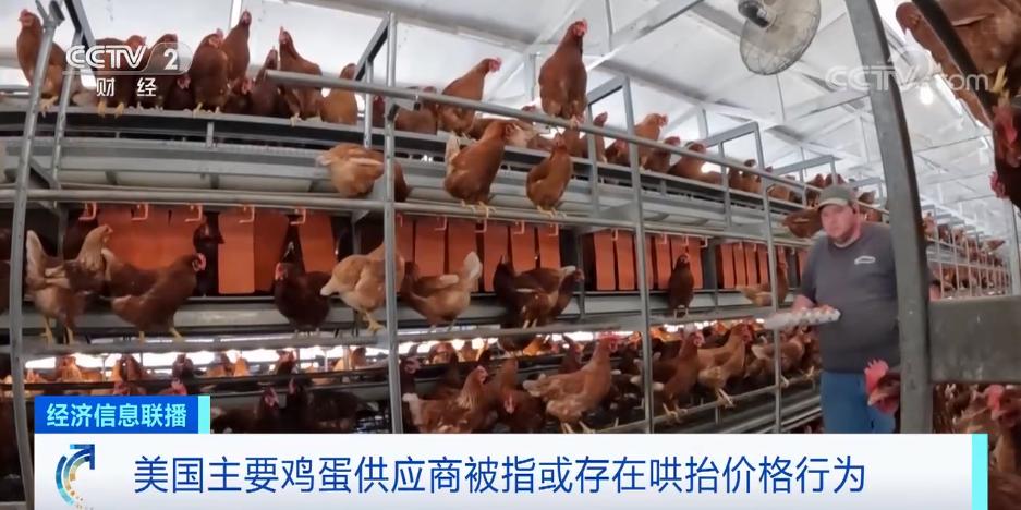 美国鸡蛋短缺掀起养鸡热,美国鸡蛋荒