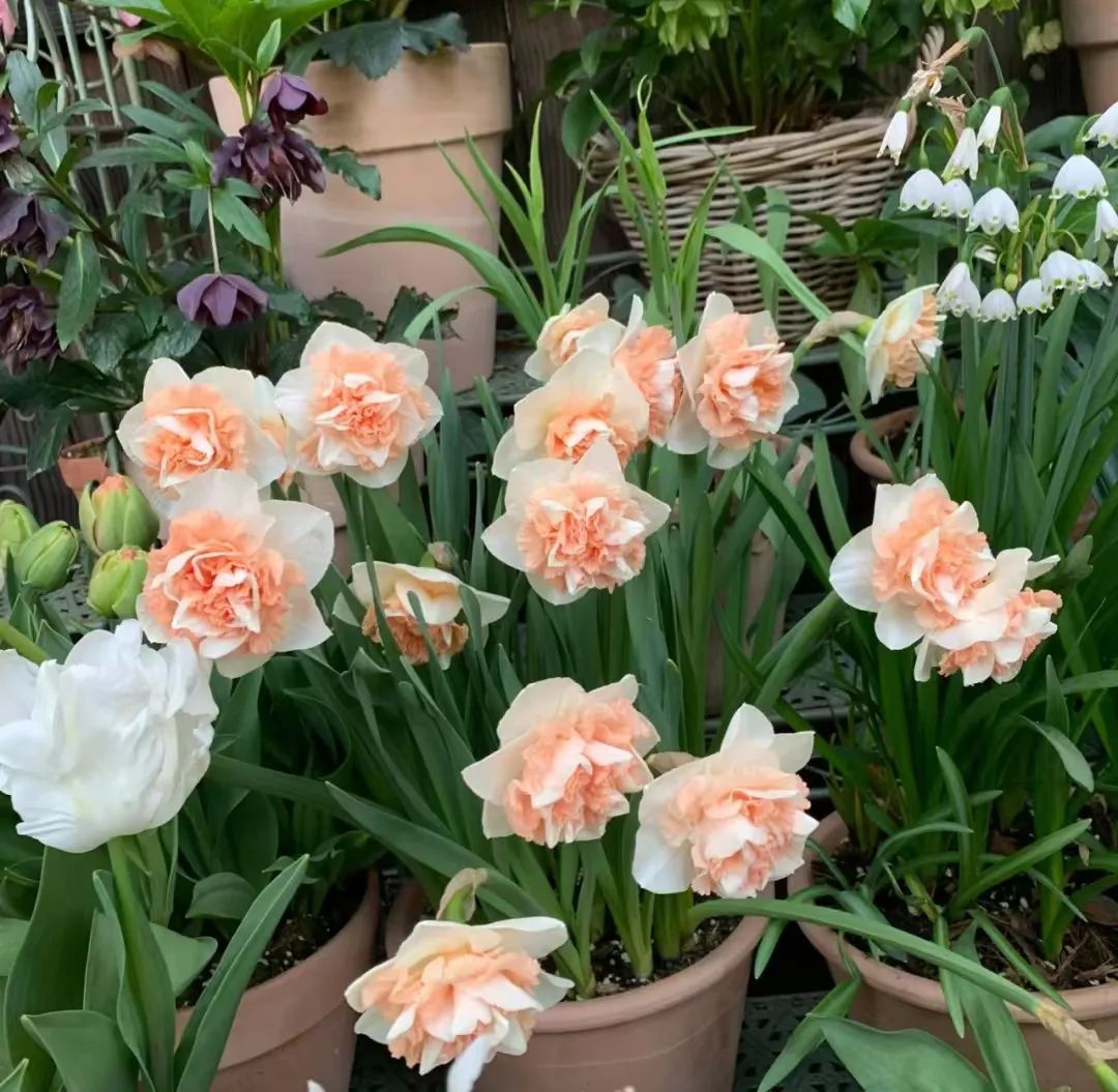 种什么花一年四季开花还好打理,南方一年四季蔬菜播种时间表