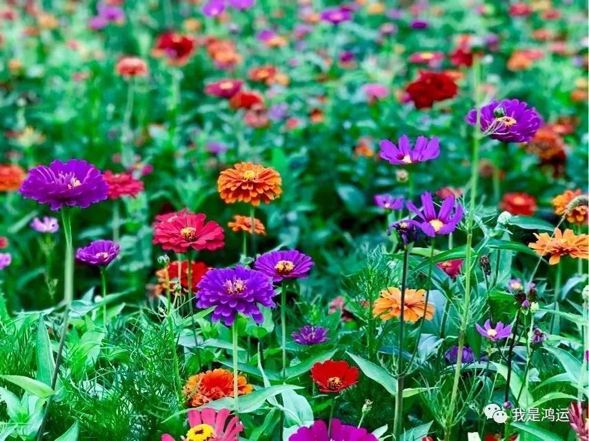 说花（文/鸿运）