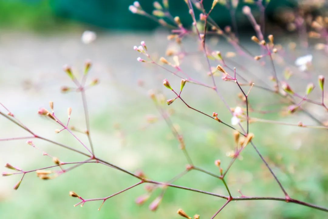 30个治愈人心的诗句,干净简短的治愈系诗句