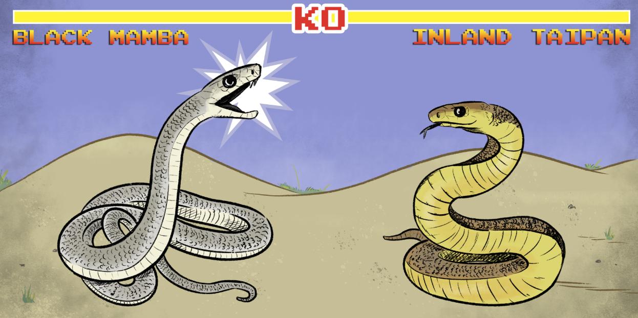黑曼巴vs太攀蛇真实视频,内陆太攀蛇和黑曼巴蛇打架谁能赢