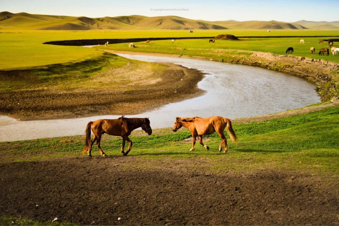 大揭秘为啥不吃马肉,马肉营养丰富为何中国人都不吃