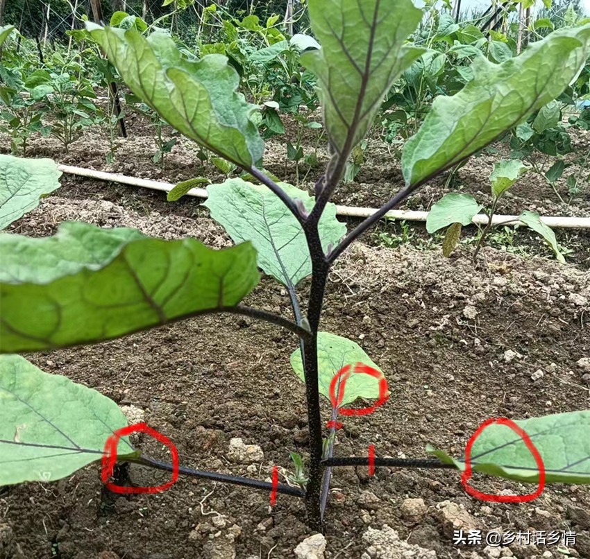 番茄整枝和茄子整枝,辣椒茄子番茄整枝打杈