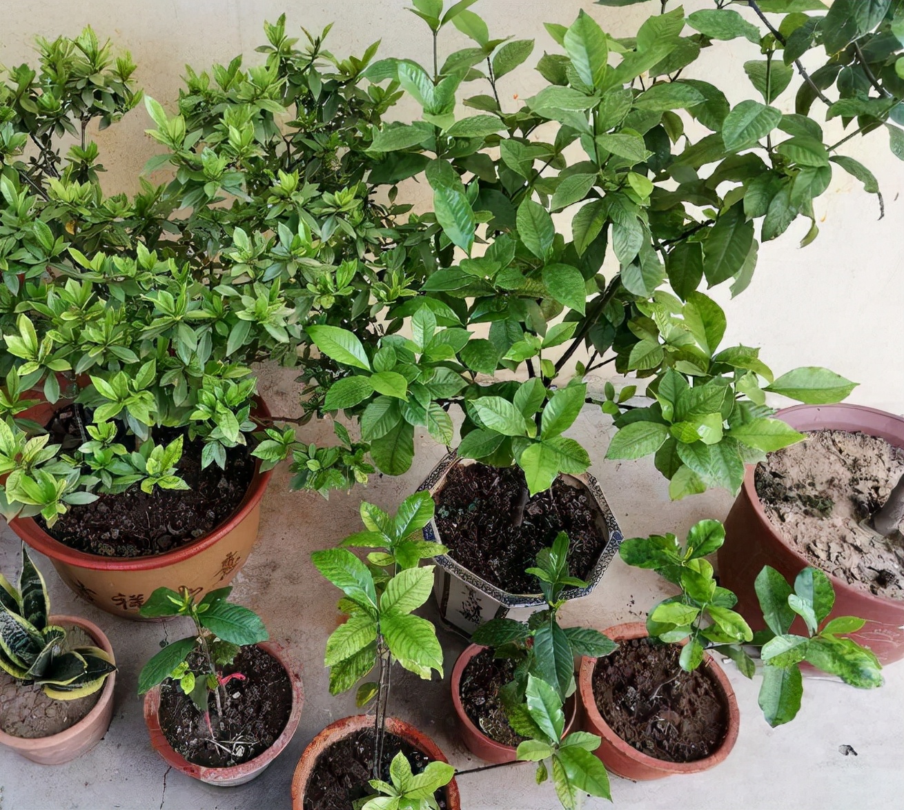 什么样的花好养又耐活,哪些花坑人