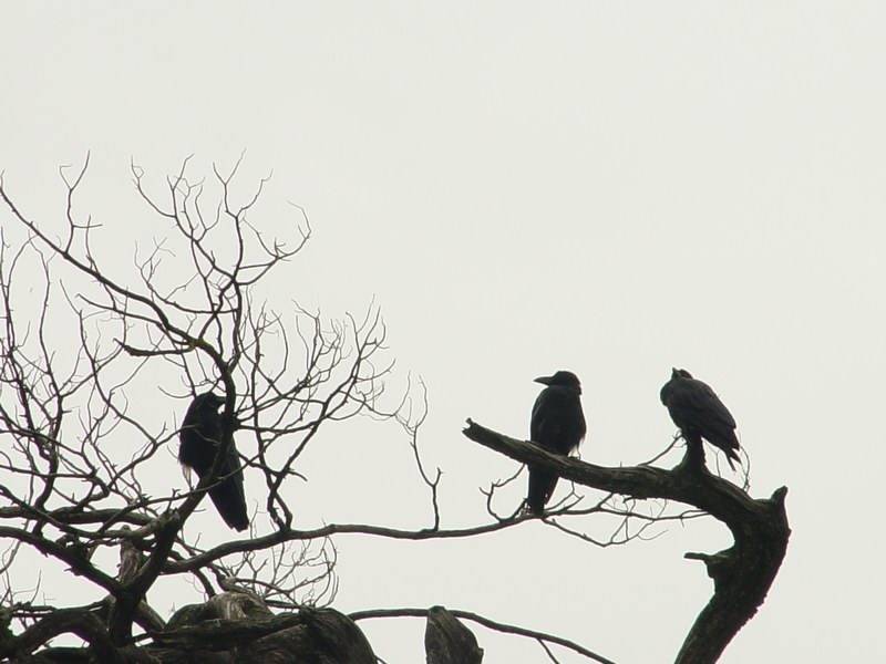 马致远的散曲《天净沙·秋思》借景抒情写尽天涯游子的悲苦情怀