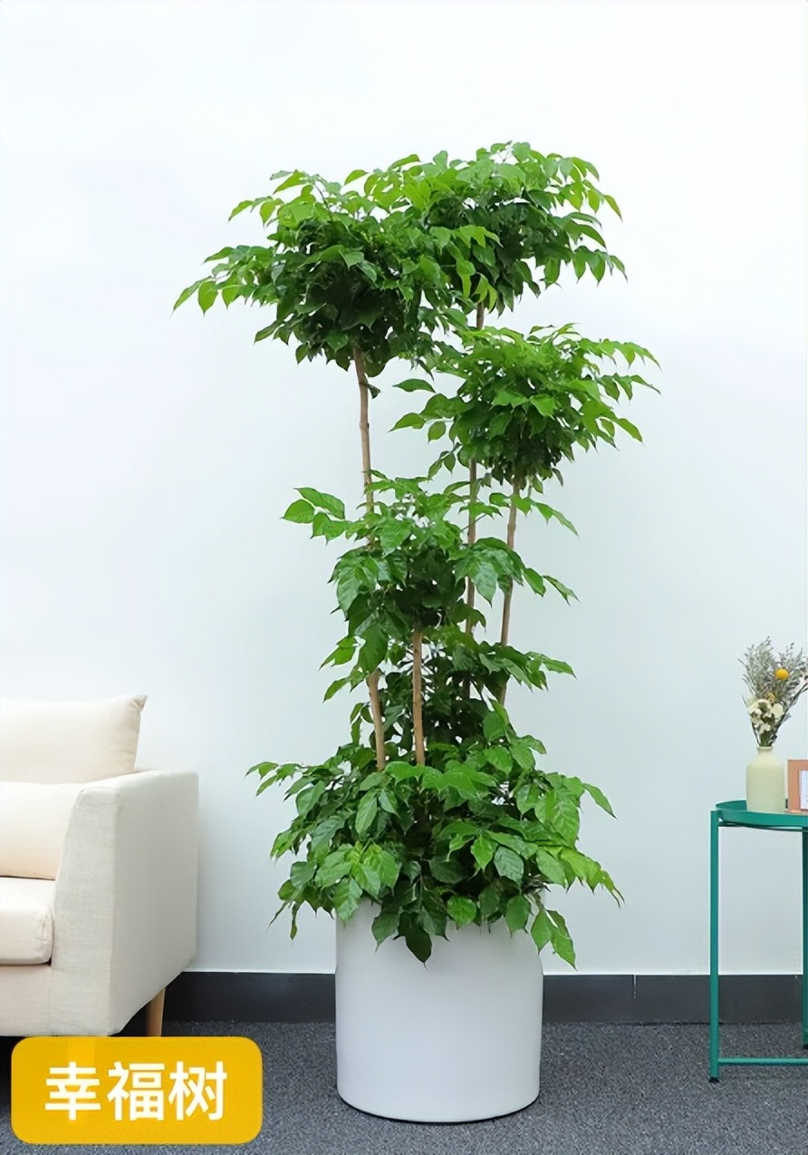 哪种绿植寓意好又好养活,室内寓意较好的好养的大型绿植