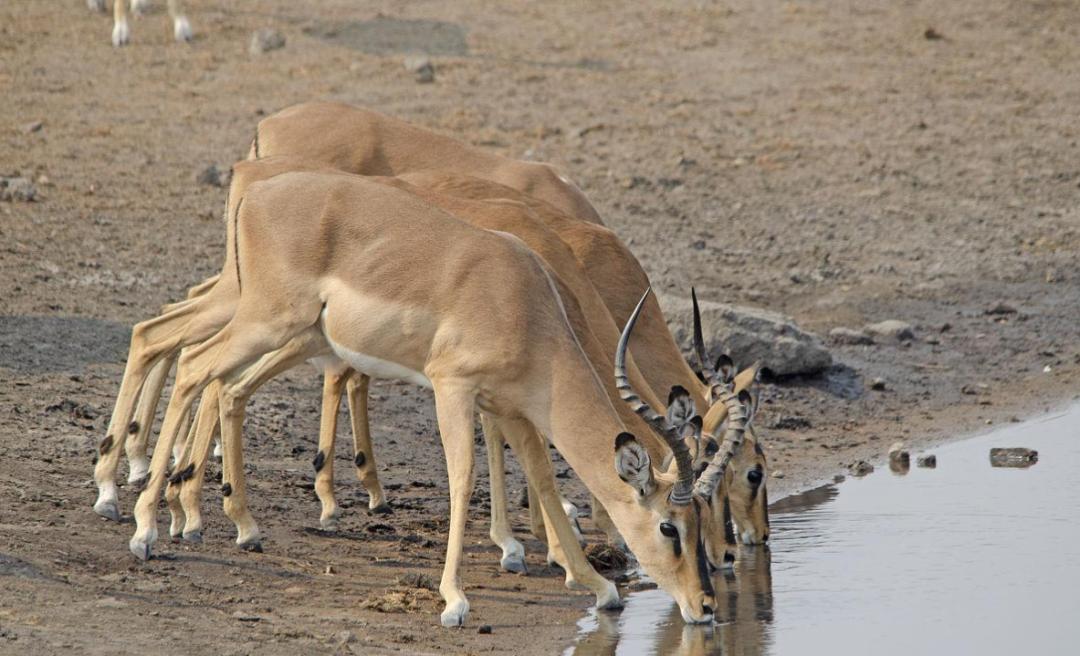 进击的狗群：非洲野狗在三年内，干掉了五十多只狒狒