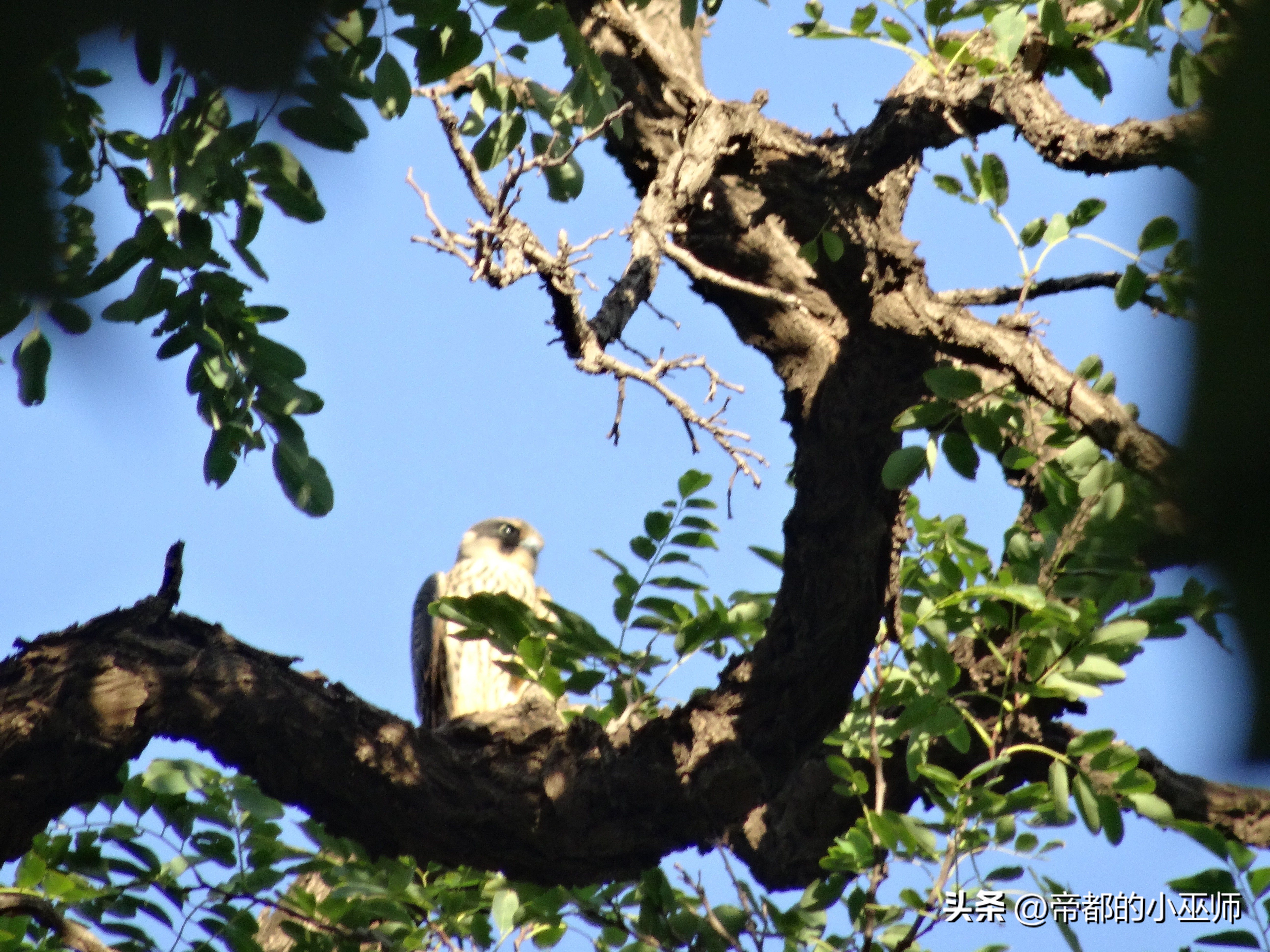 猛禽vs特雷德,2023猛禽和2022款有啥区别
