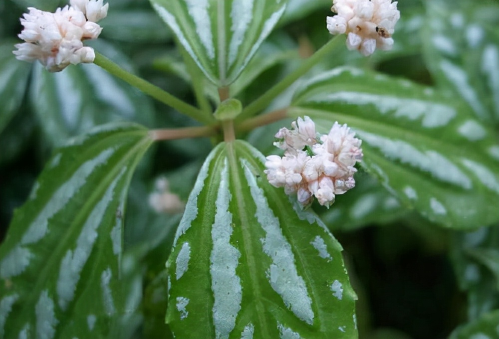百种鲜花图片欣赏,十种最美丽的鲜花