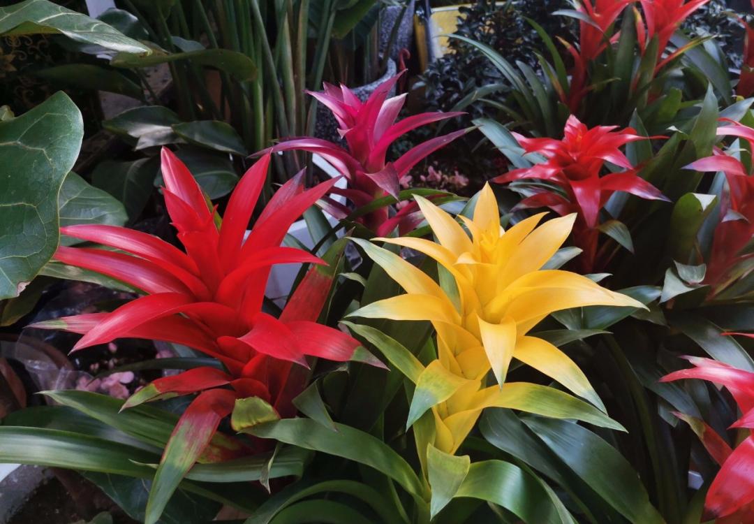 喜湿怕涝的花怎么养,这几种花草浇水浇不对越养越不好