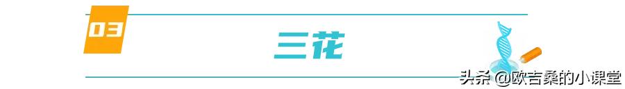 白斑变异基因,白斑基因和全白基因