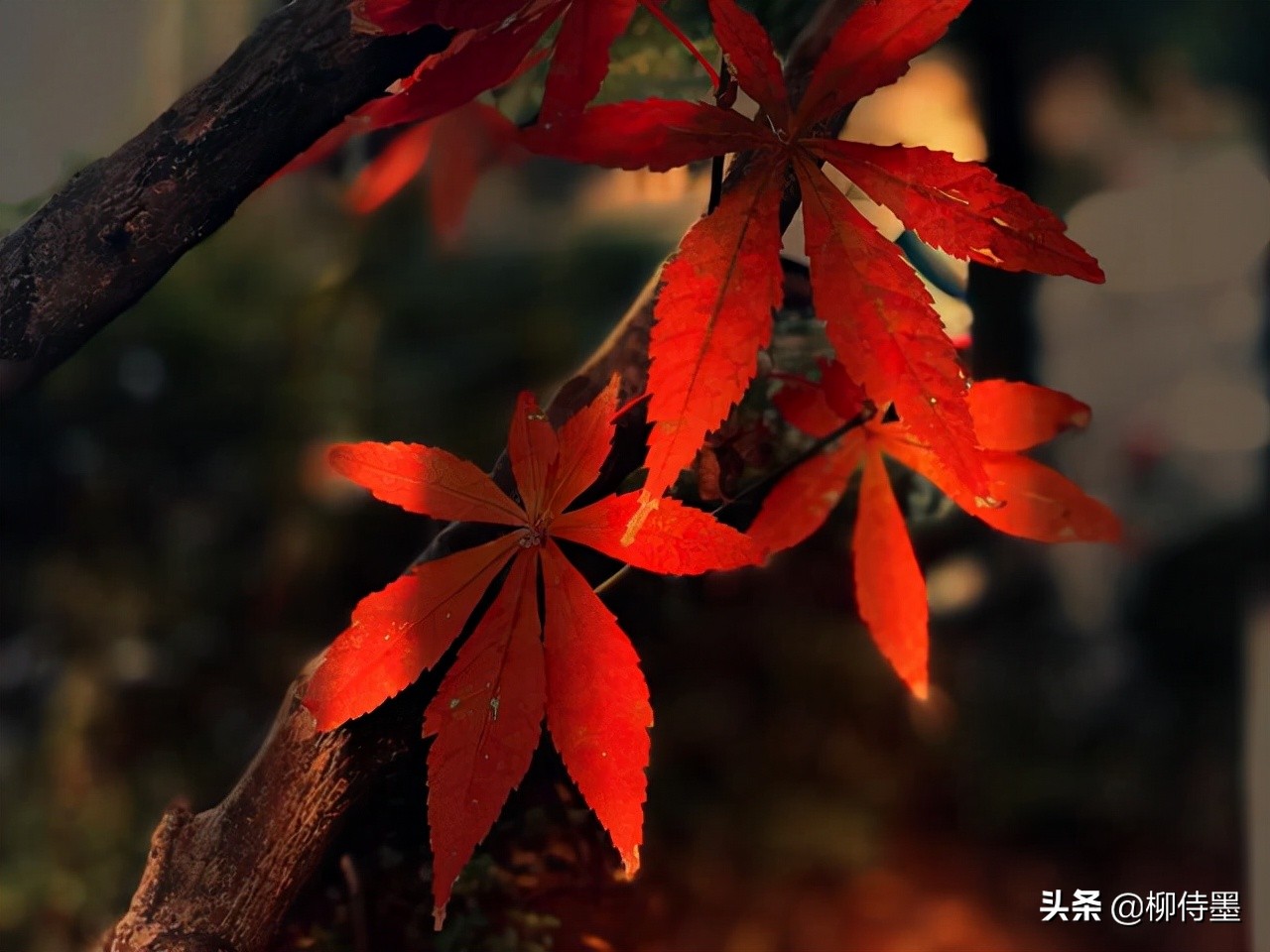 拍照不好看只要学会这些小技巧,摄影大师教你拍照技巧