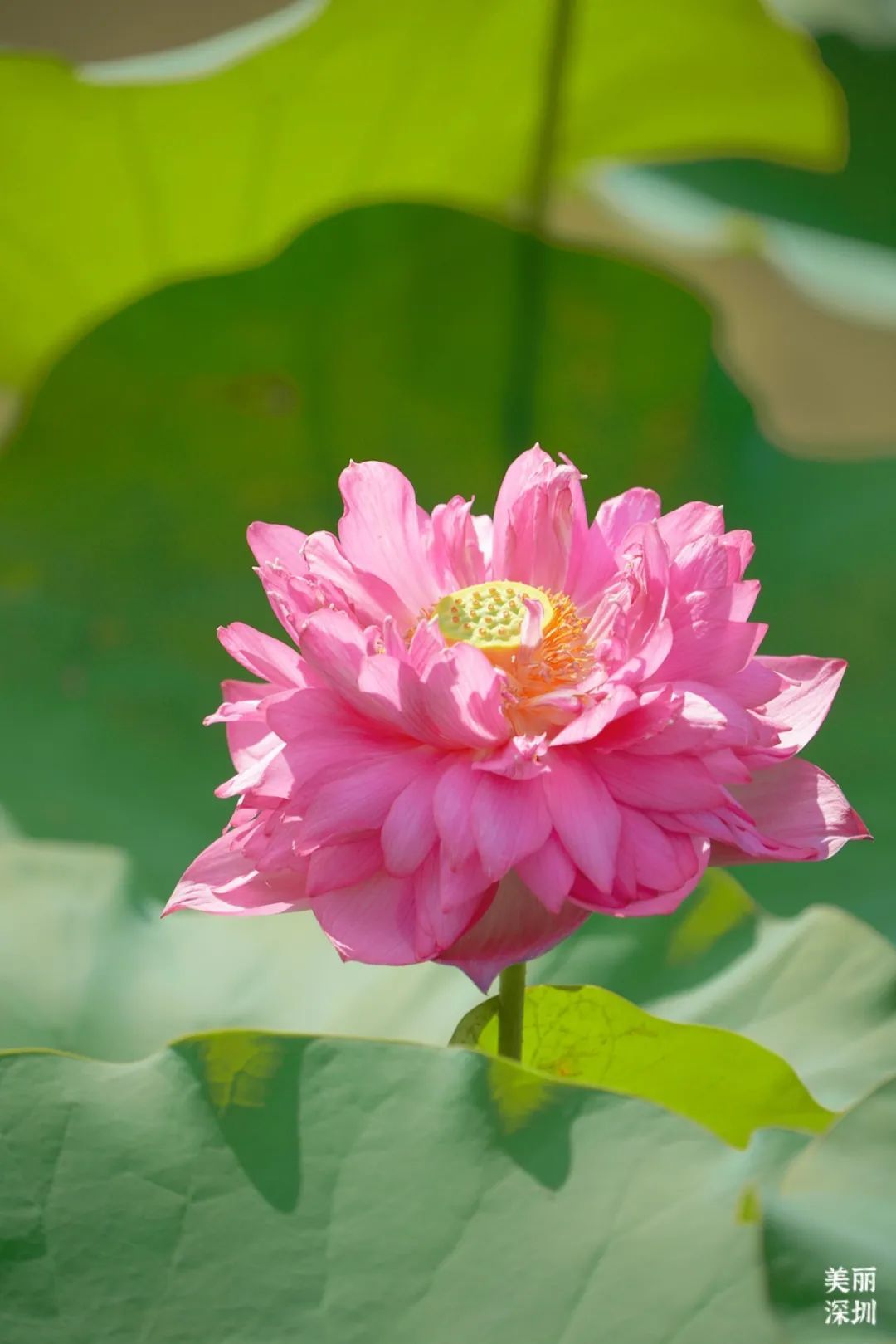 深圳人游玩推荐,深圳人爬山看海