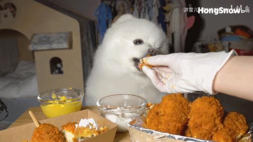 六百万网红想洗白反被封，他哭了狗笑了？网友：他活该