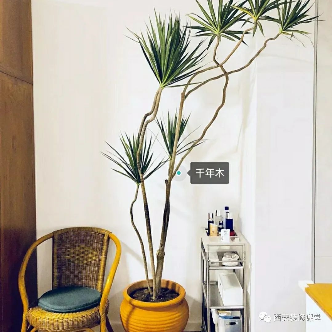 室内绿植软装搭配案例怎么摆,绿植与轻奢结合的软装搭配