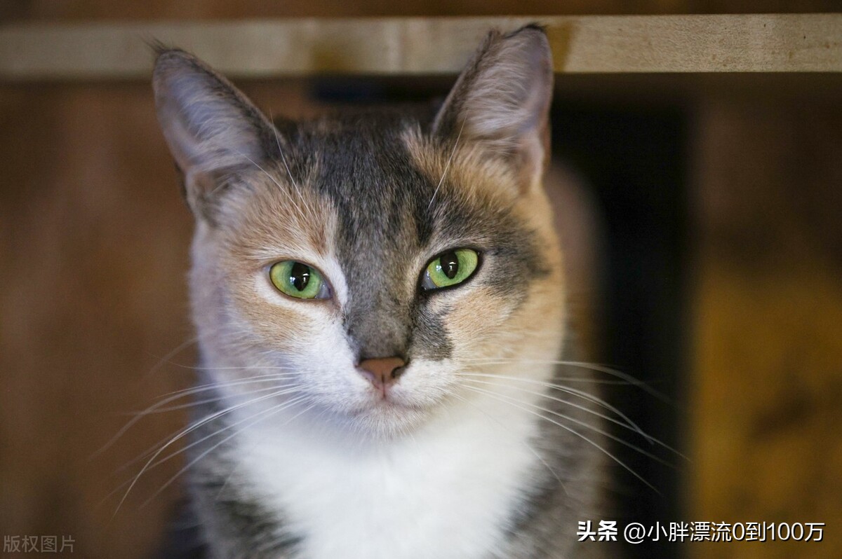 宠物市场最近有什么动态营销,目前宠物市场现状如何开拓