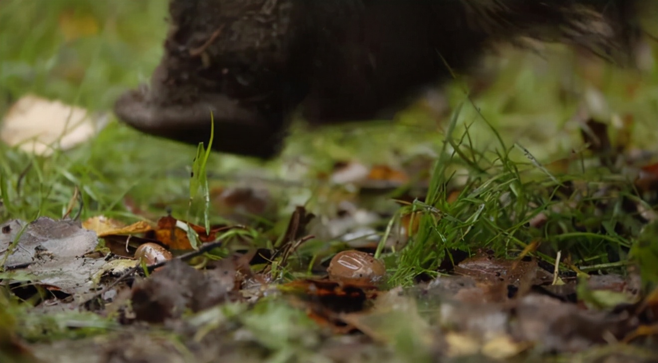 1人1猪搜寻深山里的“黑球球”，国外当宝国内喂猪，一公斤卖1500