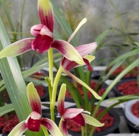 建兰的奇花有哪些,国兰第一红素兰花