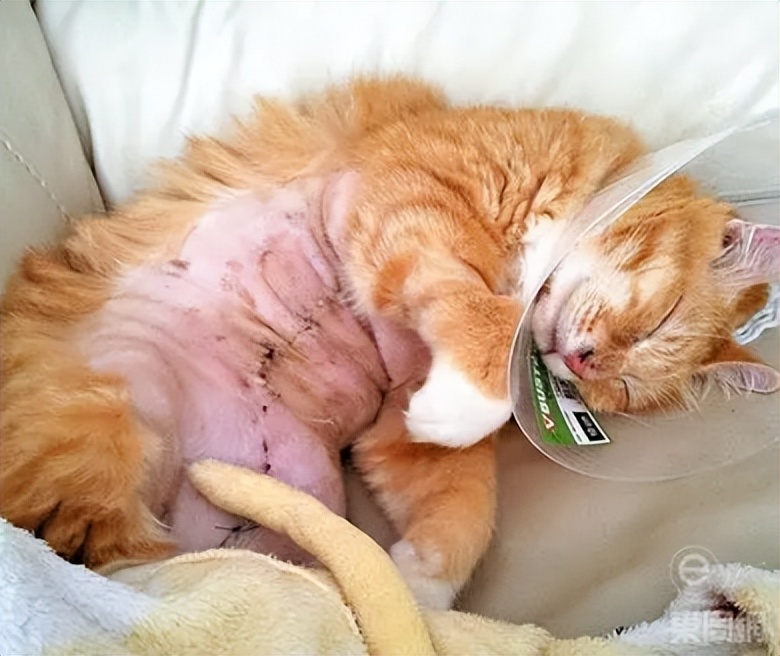 猫咪乳腺结节,猫咪乳腺硬块怎么消除