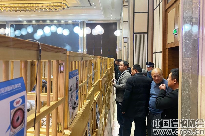 共襄盛举，再创佳绩2022年“洲际杯”泰山信鸽站颁奖典礼隆重举行