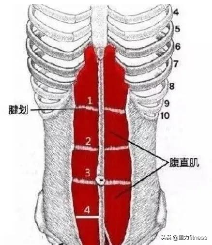 上腹部腹肌训练方法,上腹部腹肌训练最好的动作