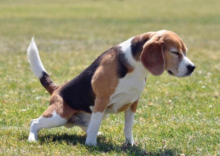 狗狗为什么总舔尿道口,狗狗舔尿道口还发抖要喂药吗