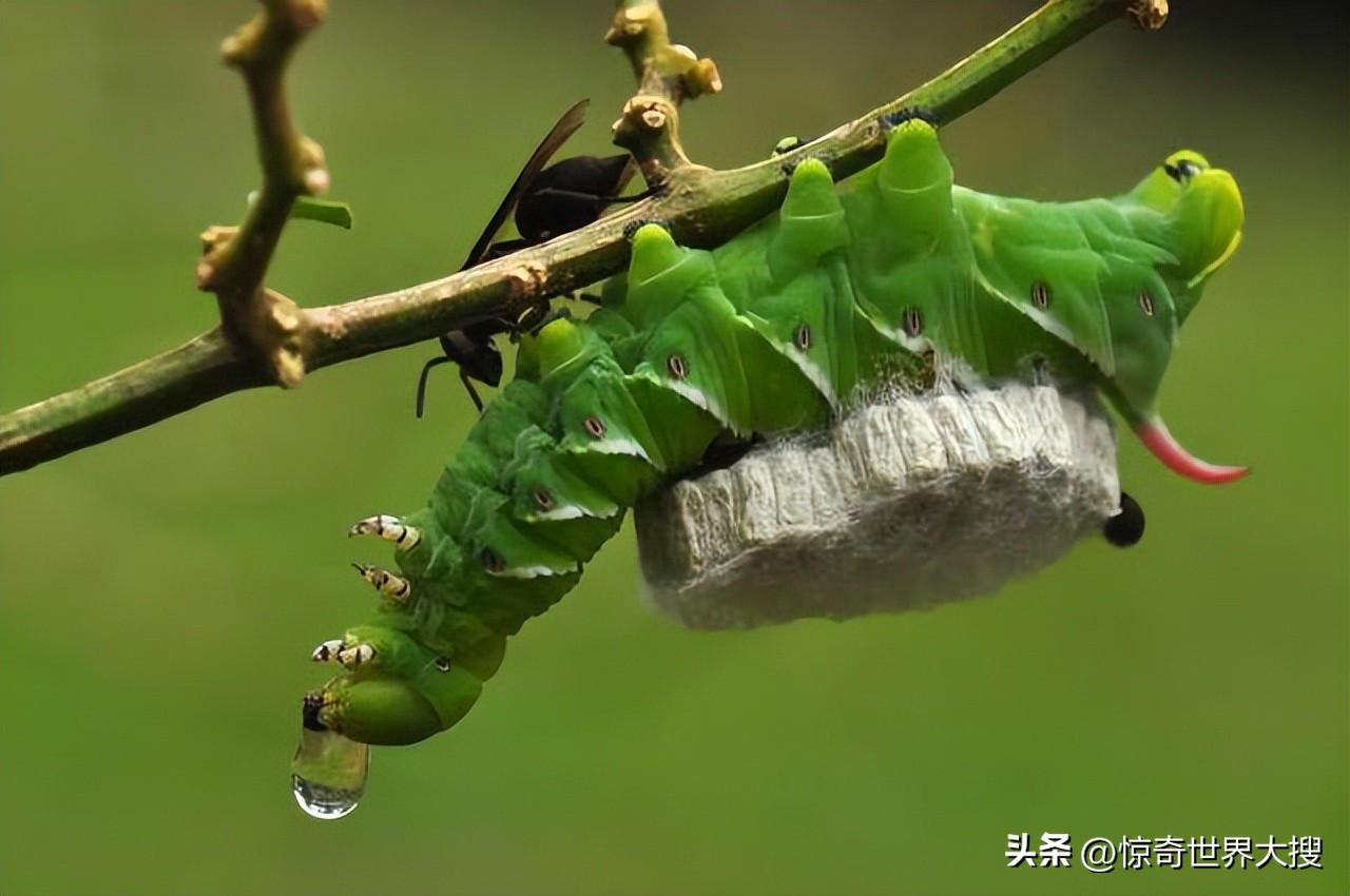 世界上最奇特的钞票有哪些,世界上最奇怪的钞票