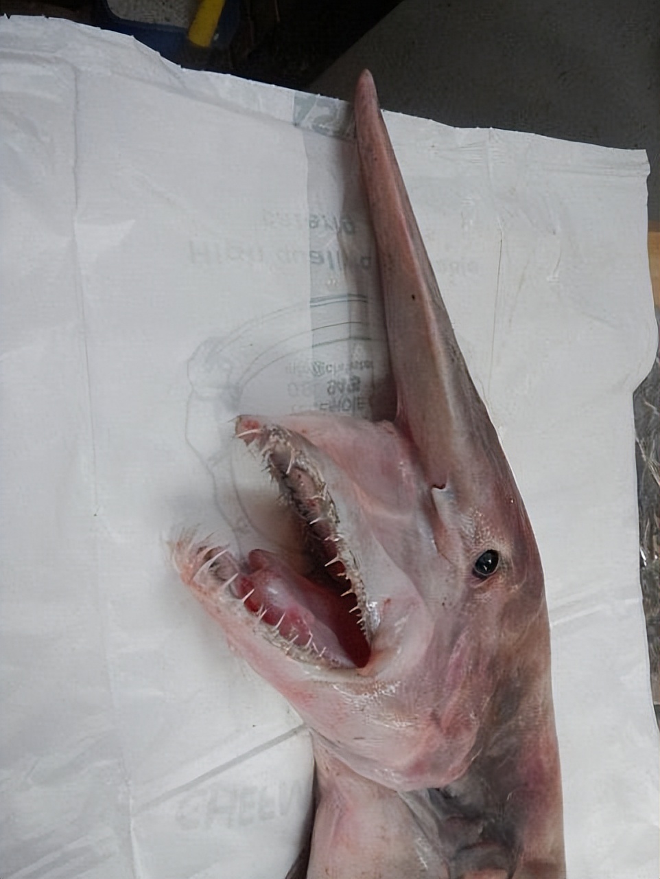 剑吻鲨和哥布林鲨是同类吗,剑吻鲨和深海霸主