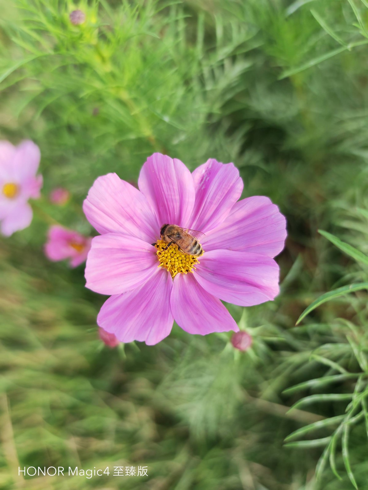 荣耀magic4至臻版体验一个月后,荣耀magic4至臻版全套实拍图