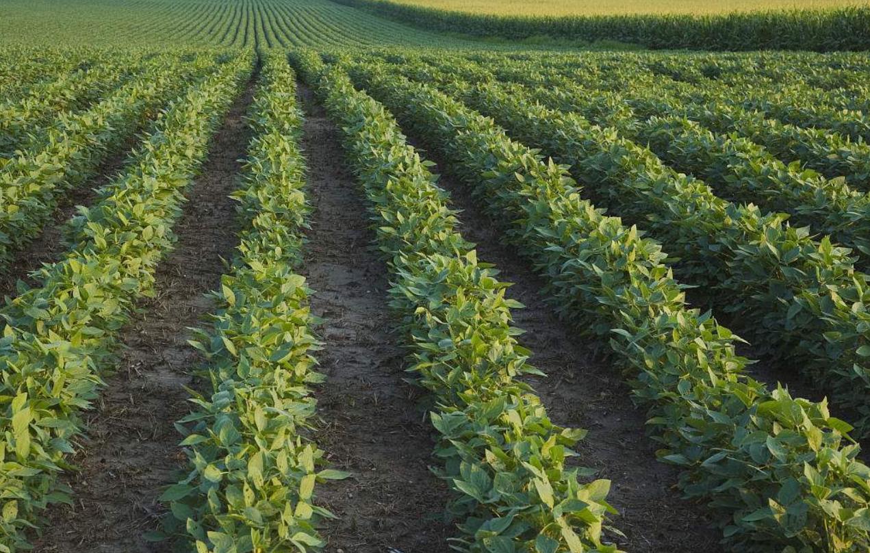 我国的野大豆究竟多重要？美国用1粒我国野豆，改变全球大豆格局