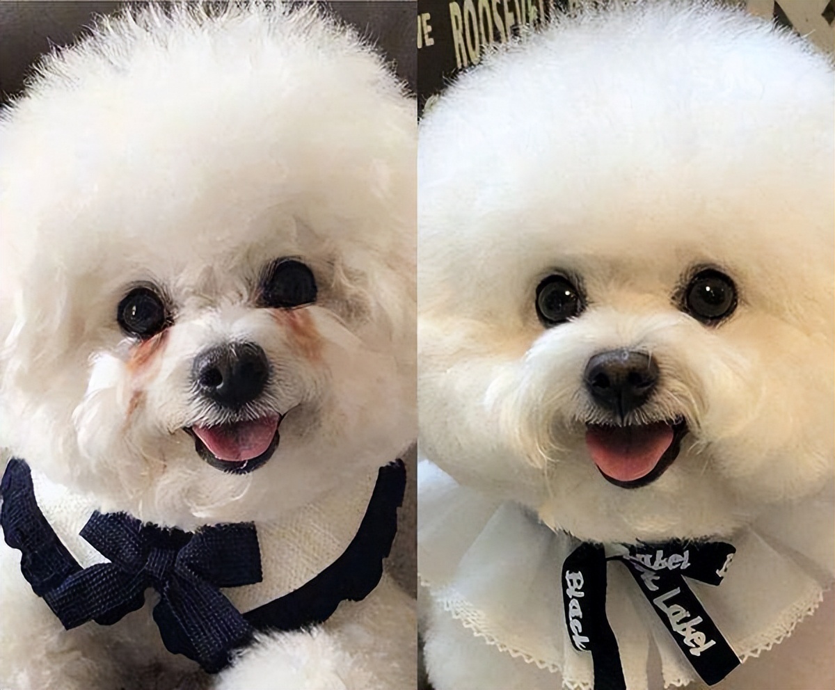 比熊什么行为代表它喜欢你,比熊嫌弃主人会有哪些表现