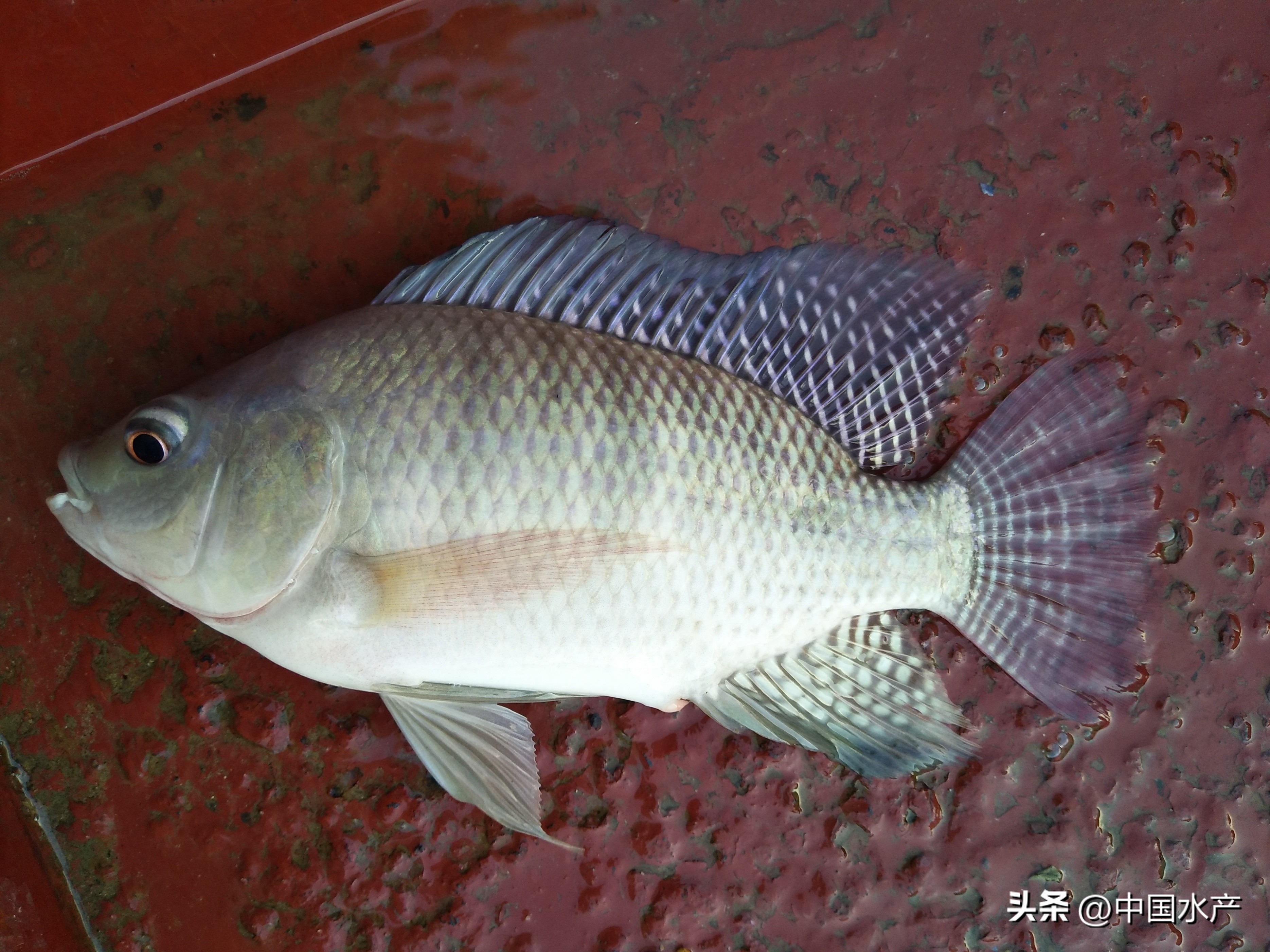 水生外来物种入侵防控工作方案,水生动物防疫