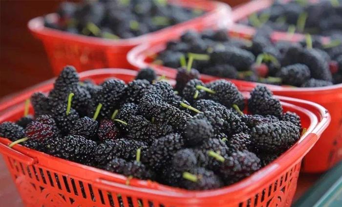 酿造桑葚酒正宗制作方法,怎样泡桑葚酒和制作桑葚果酒